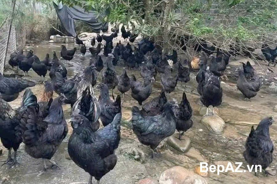 Món ngon từ Gà đen H Mông